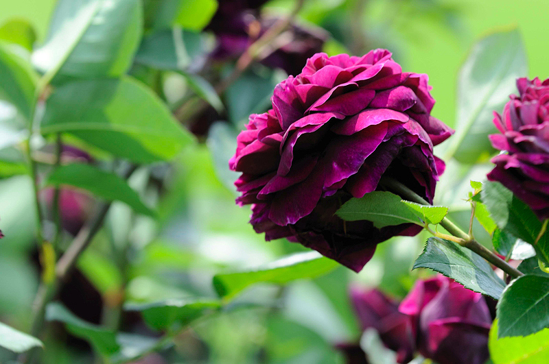 image0275