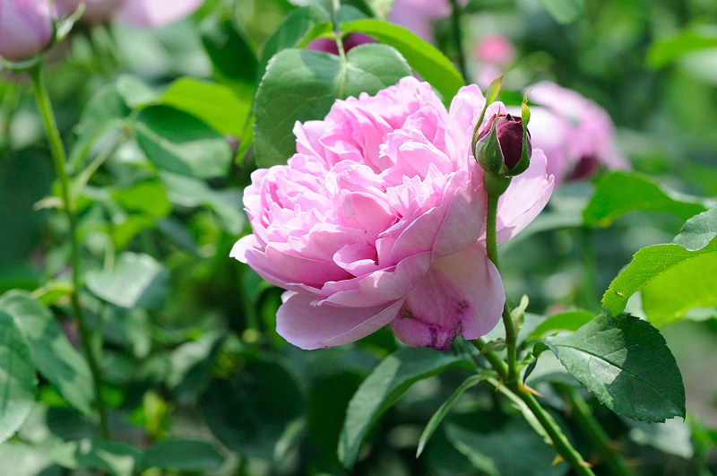 image0276