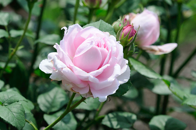 image0278