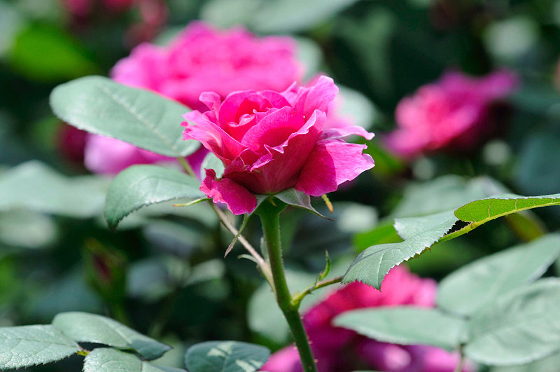 image0286