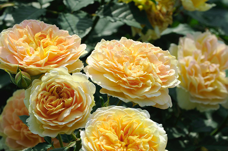 image0292