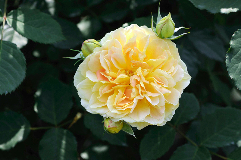 image0293