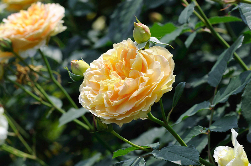 image0294
