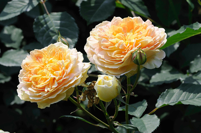 image0295
