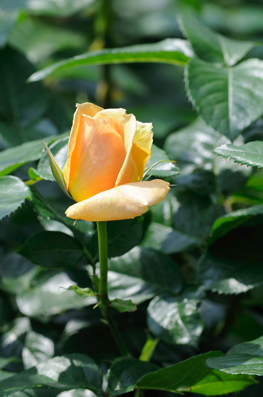 image0297