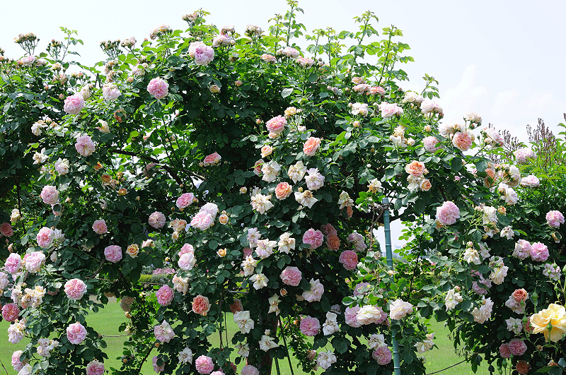 image0299