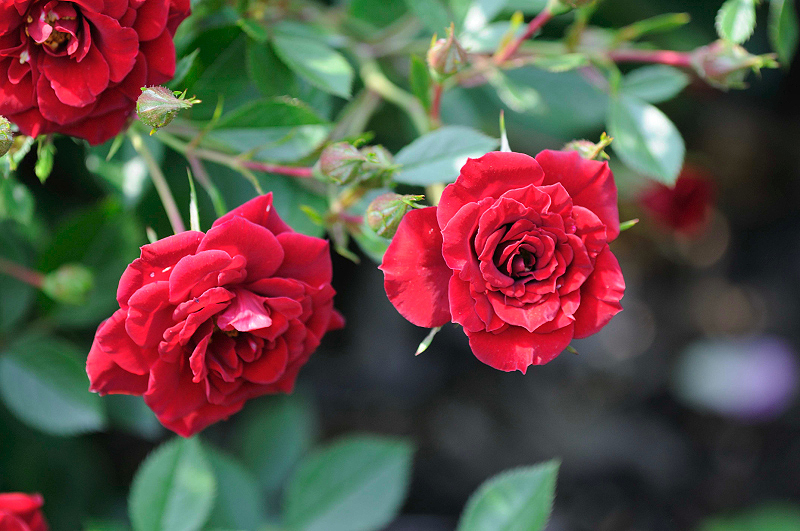 image0303