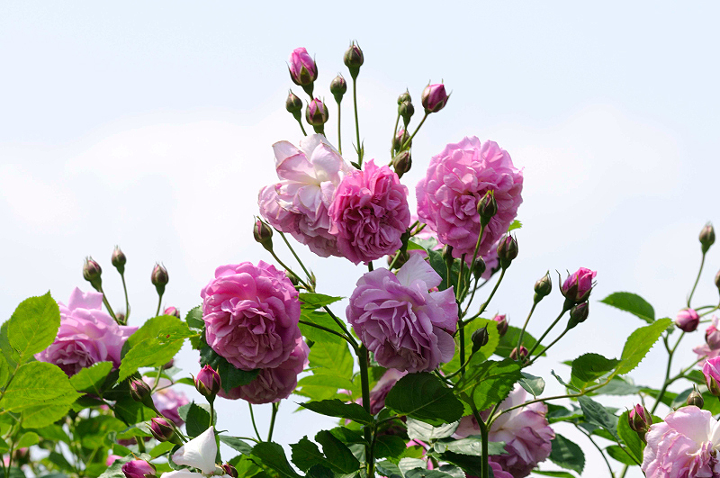 image0305