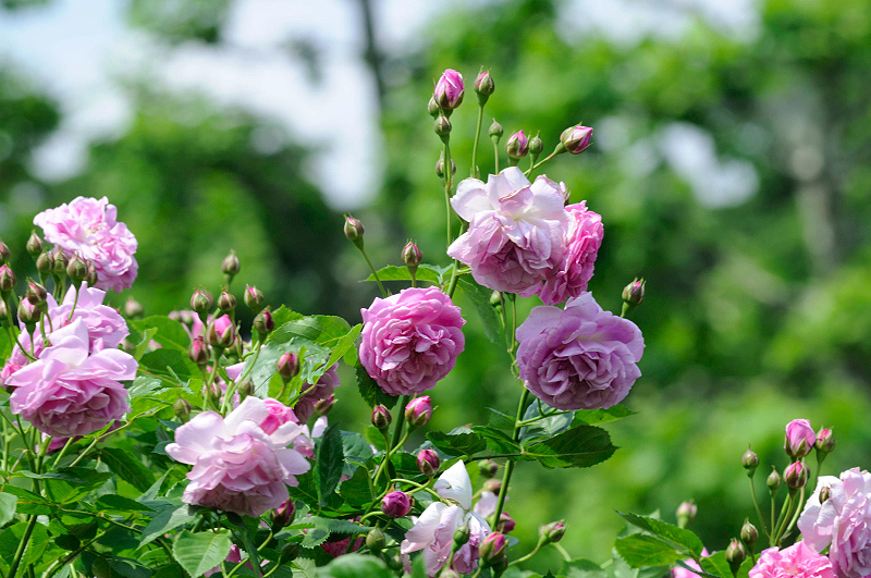 image0307