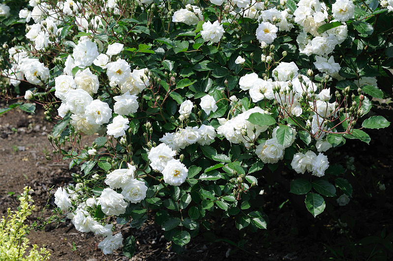 image0316