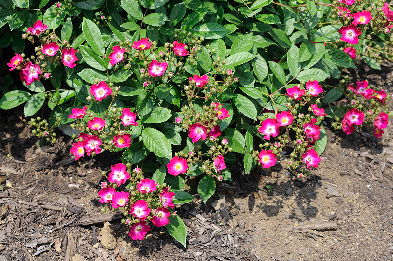image0327