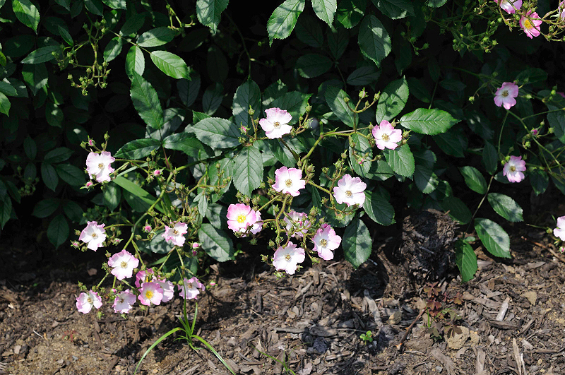 image0329