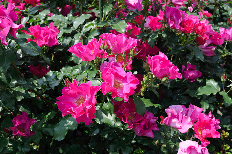 image0333