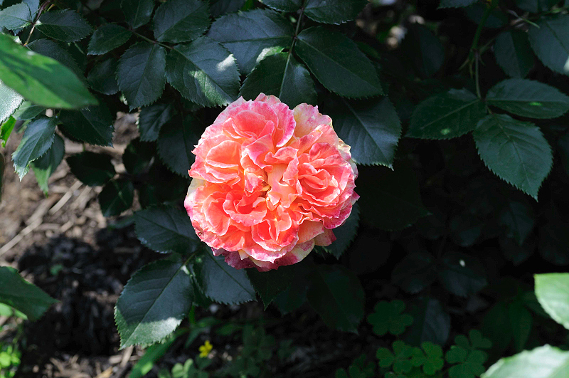 image0336