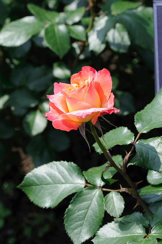 image0338