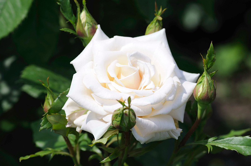 image0339