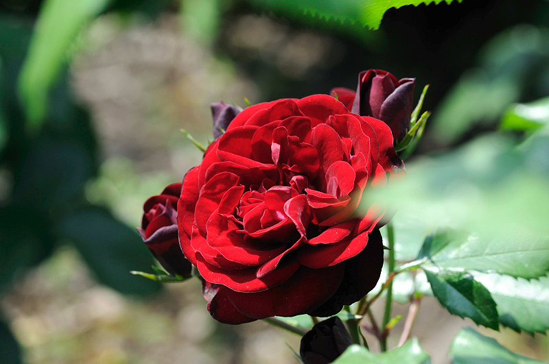 image0342