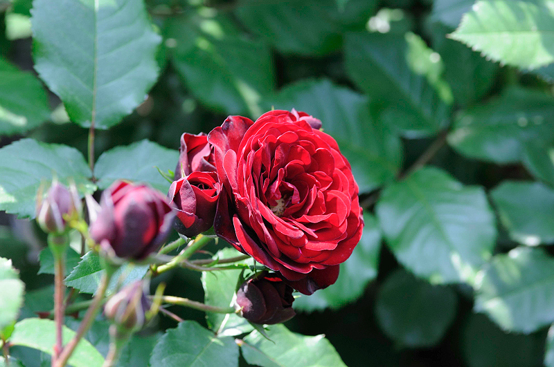 image0344