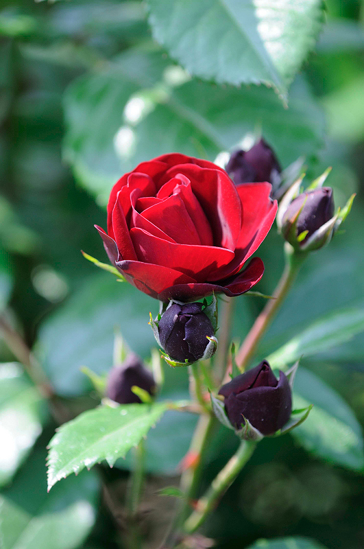 image0346