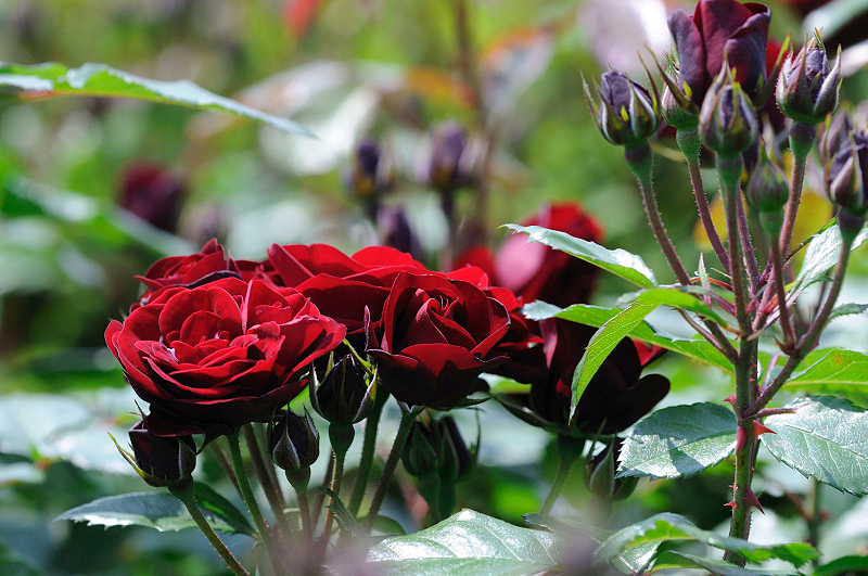 image0348