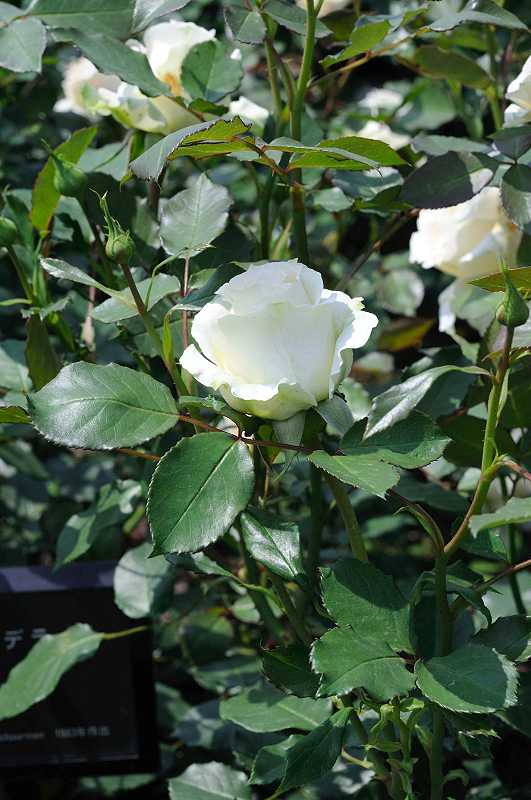 image0349