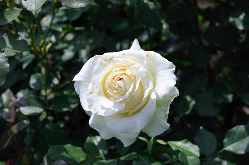 image0350