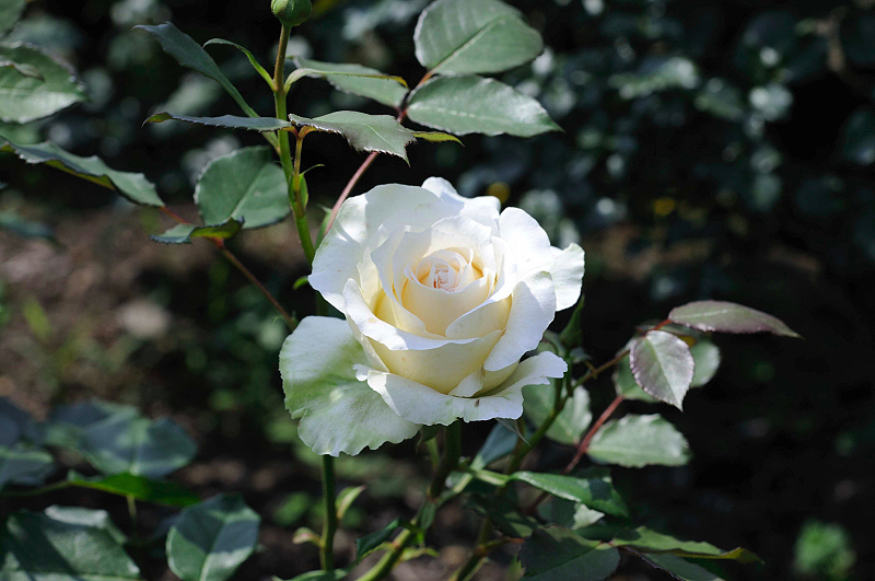 image0352