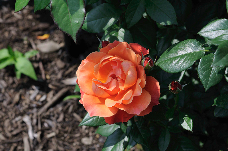 image0353