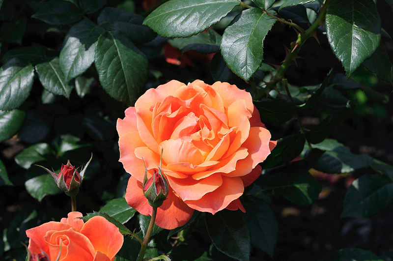 image0354