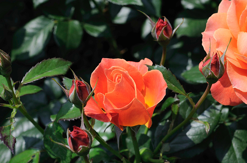 image0355