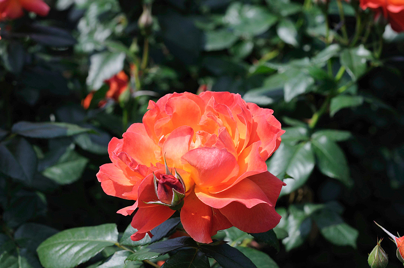 image0356