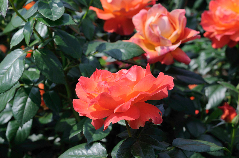 image0357