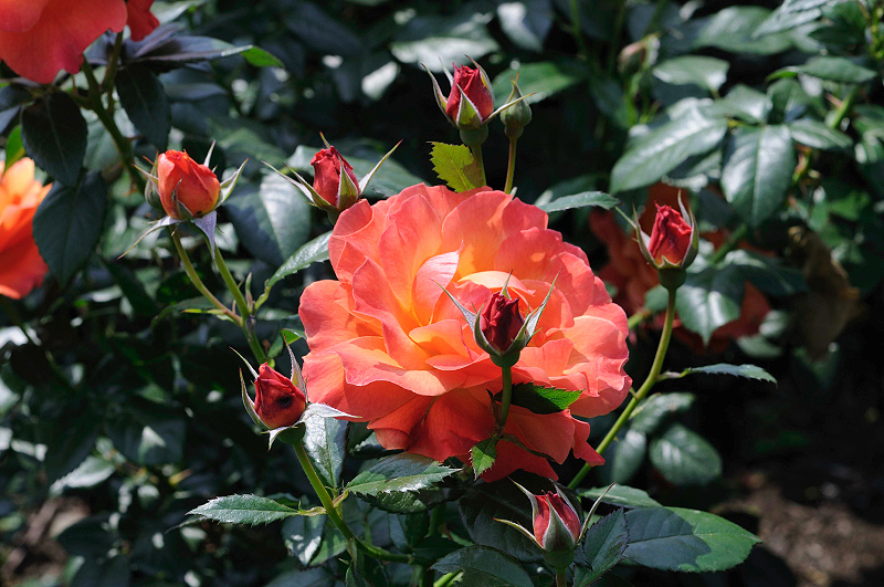 image0358