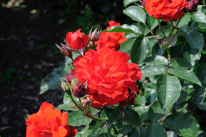image0361