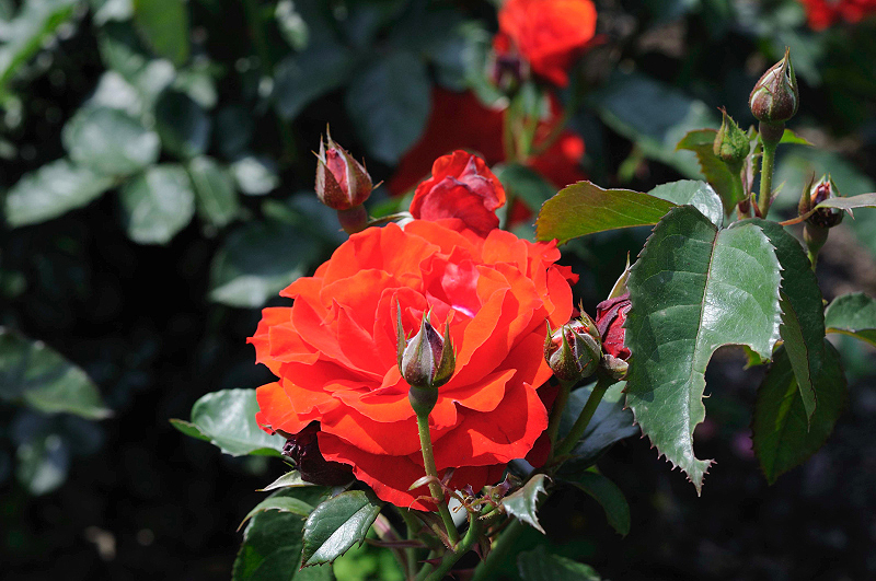 image0362