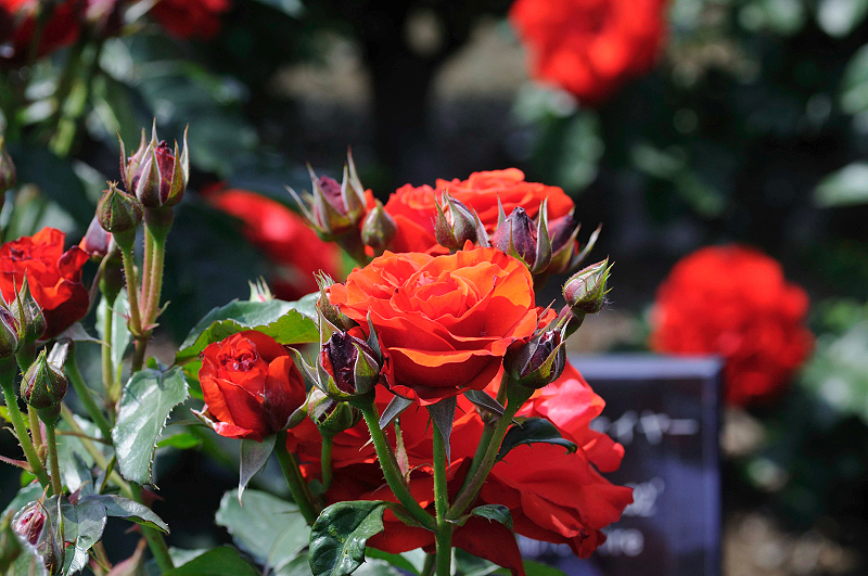 image0365