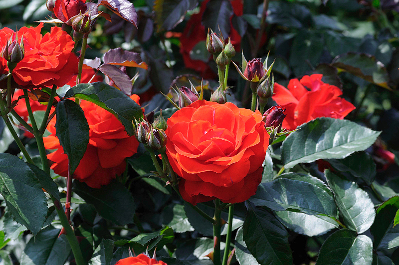 image0366