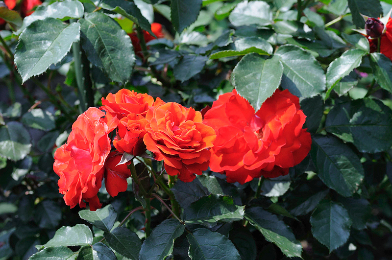 image0367