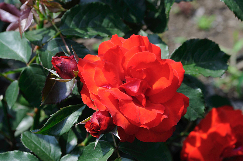 image0369