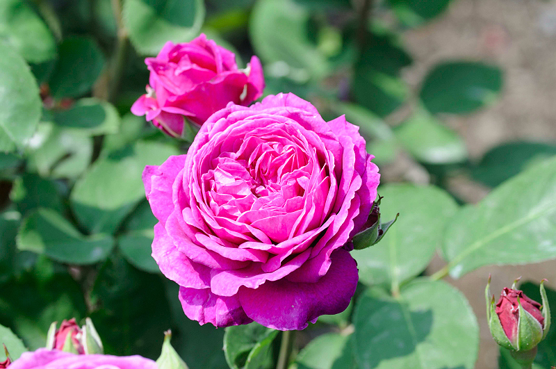 image0375