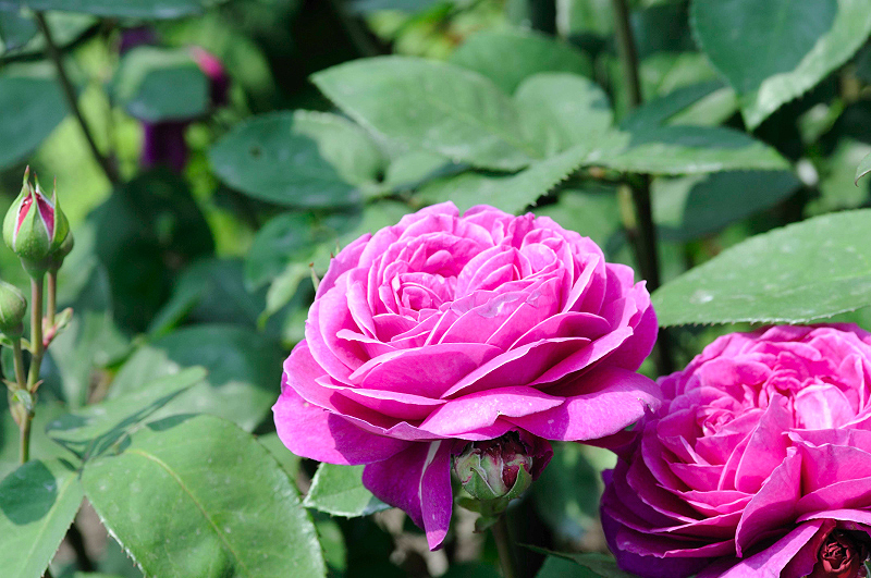 image0379