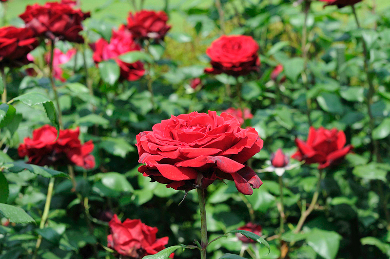 image0381