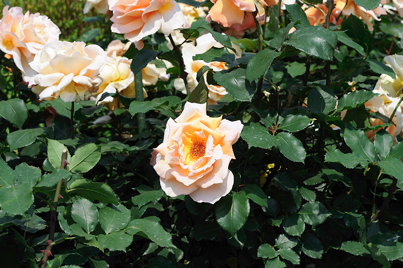 image0383