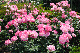 image0129