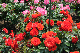 image0133