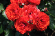 image0137
