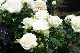 image0141