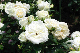 image0142
