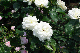 image0143
