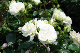image0144